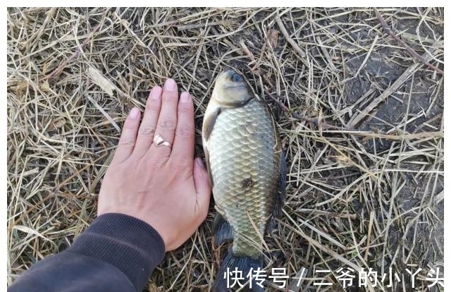 天气冷蓝鲫效果不好了？配上这2种饵料再试试，真的好用！