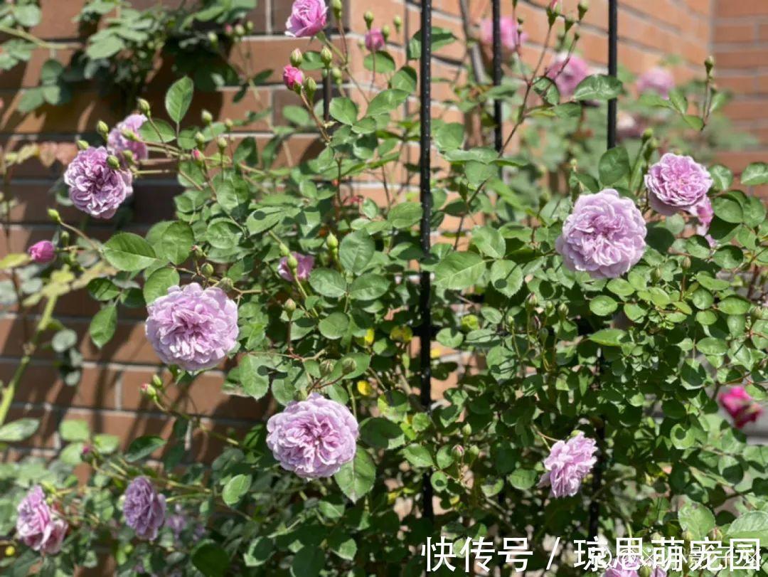 磷酸二氢钾|月季现在赶紧施肥，不然越长越差，上肥后月月开花