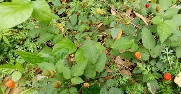 小时候|乡下茅房边的“野草莓”，小时候摘了不敢吃，殊不知营养价值很高