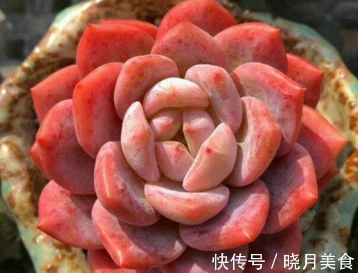 多肉芙蓉雪和橙梦露，长相相似如何选择？看看老花匠怎么说