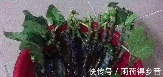 树枝|做无花果扦插，时间一定要“掐准”，插一棵活一棵，不愁没吃的！