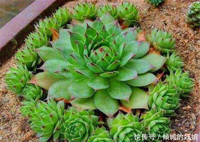 爆盆|观音莲度夏很简单,紧抓4个细节,不烂根不徒长,秋天长爆盆