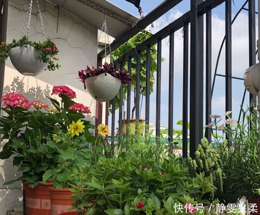 北阳台养花,选对植物,也能造个小花园