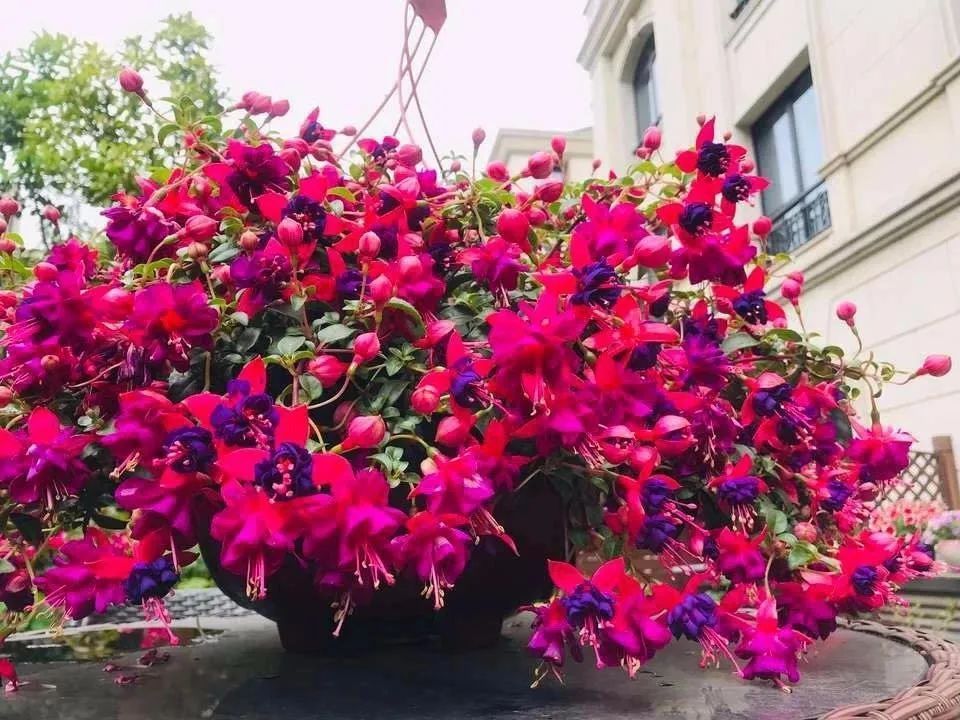 公认最难养的五种花，新手别轻易尝试