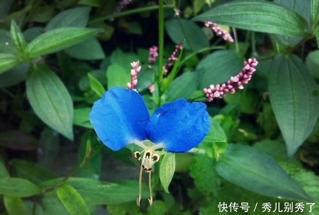 泡水|它曾在田间毫不起眼，花瓣只有两瓣，作为观赏植物，还能泡水喝