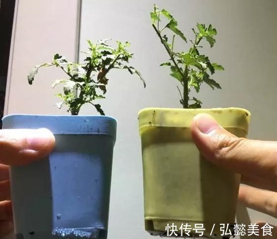 水培|3种枝条泡水里,10天长根,一次开花100朵,水培成活率更高!