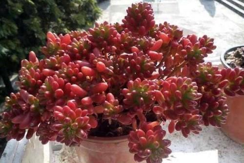 这3种多肉太好养,弄不好就徒长,好好的多肉别养成大葱样