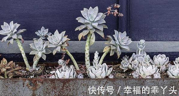 胧月,新手也可养成老桩的多肉,皮实又好养