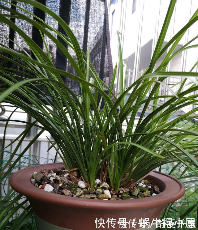 想让兰花早发芽，这“三位置”留点水，催出一圈苞，绽放层叠群兰