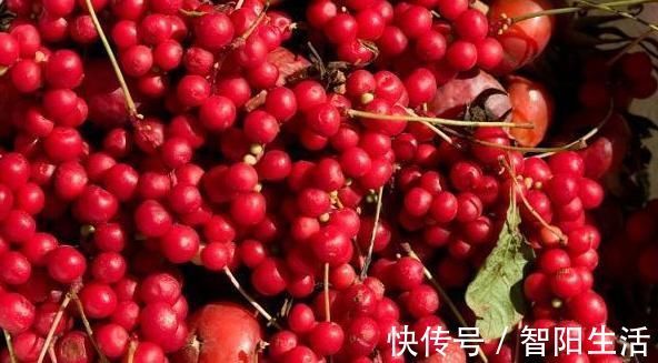 泡水|长期用麦冬、人参、五味子一起泡水喝，这个好处意想不到