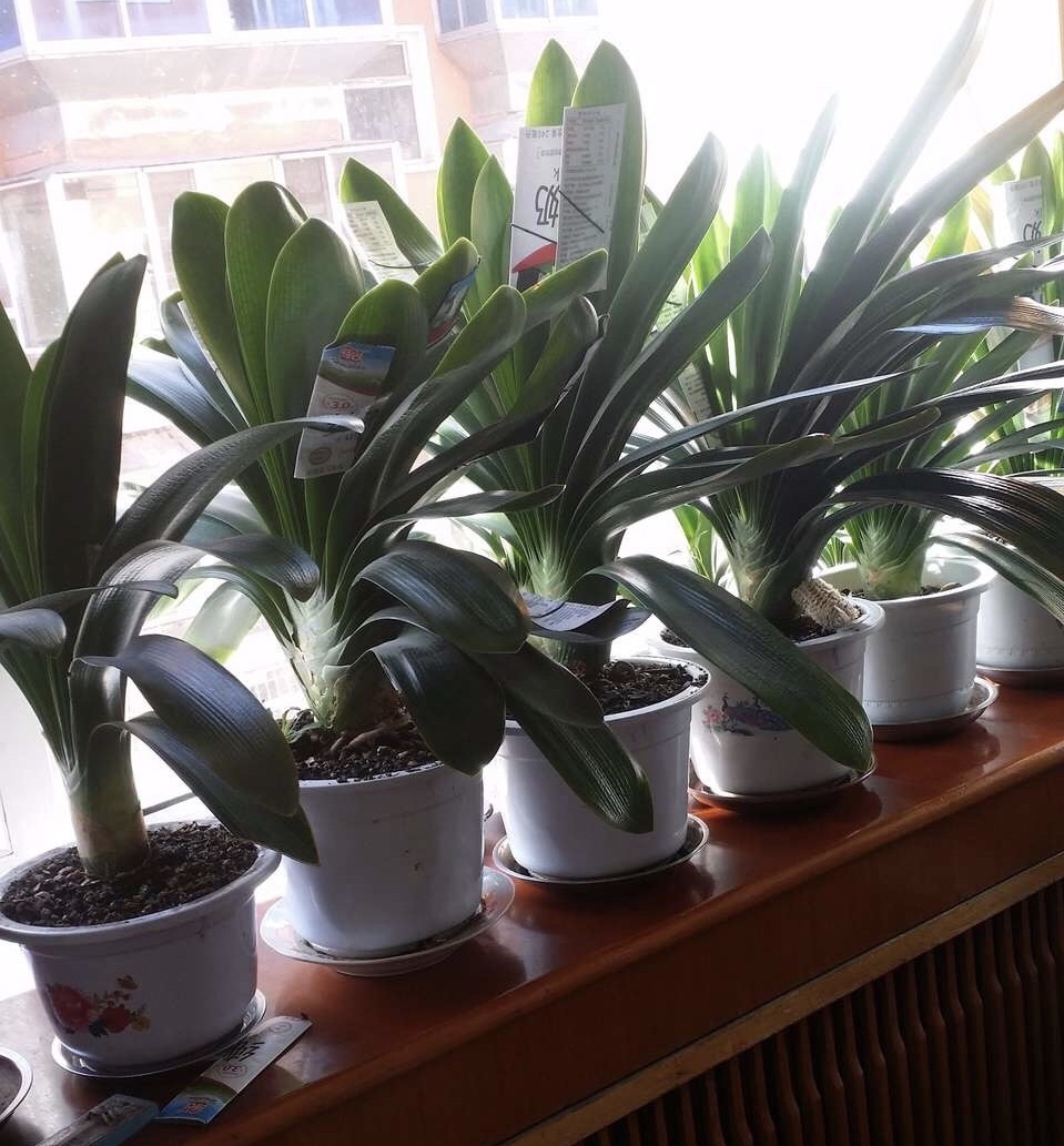 君子兰难度夏养护注意“1多3少”,顺利过夏天,长得叶绿花艳