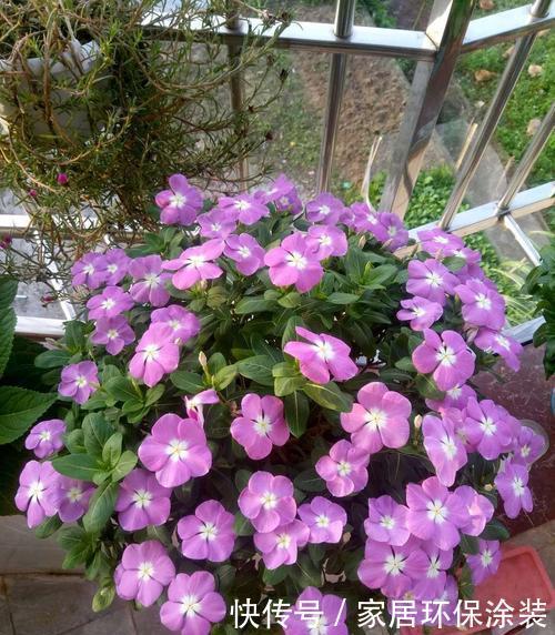 不足8平方的小阳台,种上3种花,五彩缤纷开成私家花园!