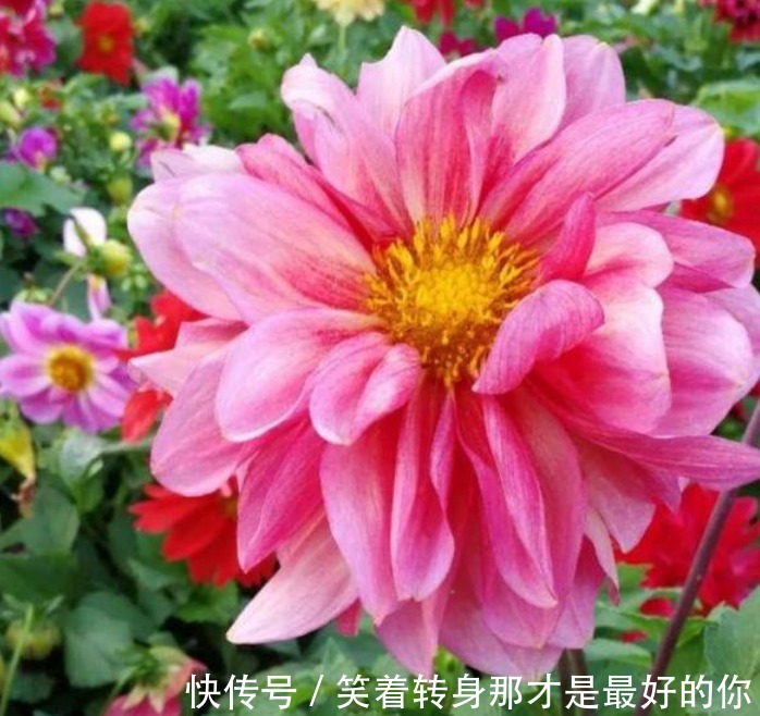 4种高颜值“网红花”,开花漂亮又好养,寓意吉祥,家里养真适合