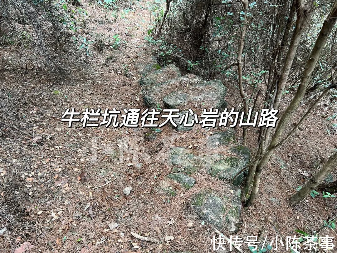 天心岩&除了牛栏坑、慧苑坑、流香涧，天心岩算不算武夷岩茶的三坑两涧？