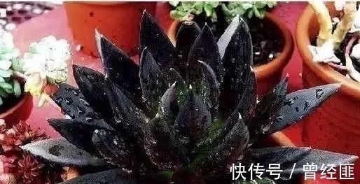 黑杰克|盘点：20种世界上最黑的花，黑的美，黑的妙，黑的呱呱叫