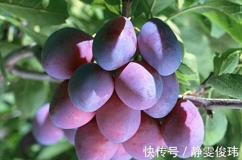 覆盆子|便秘太苦惱該怎么辦常吃以下4種食物，潤腸通便，非?？孔V
