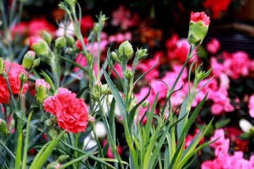 花朵|养花试试这几款，花期长，好养护，花朵盛开时特别迷人