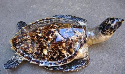  取自|除了点翠外，历史上还有哪些取自动物的珍宝？