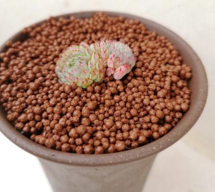 浇水|最难养的9种多肉，生病了难“医治”，新手轻易别碰