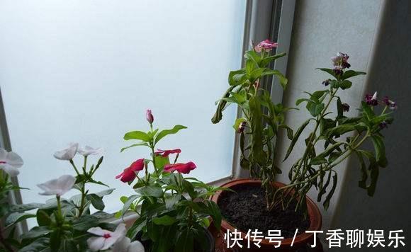 盆栽|长春花叶子蔫了咋回事,别着急,找准原因就能让它重焕生机