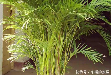 居家客厅不知道养什么绿植这三种既上档次又耐活,懂花人都养