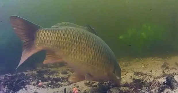 不是跟你吹,按照这些方法钓鲤鱼,竿竿都上鱼,老钓手都得输给你