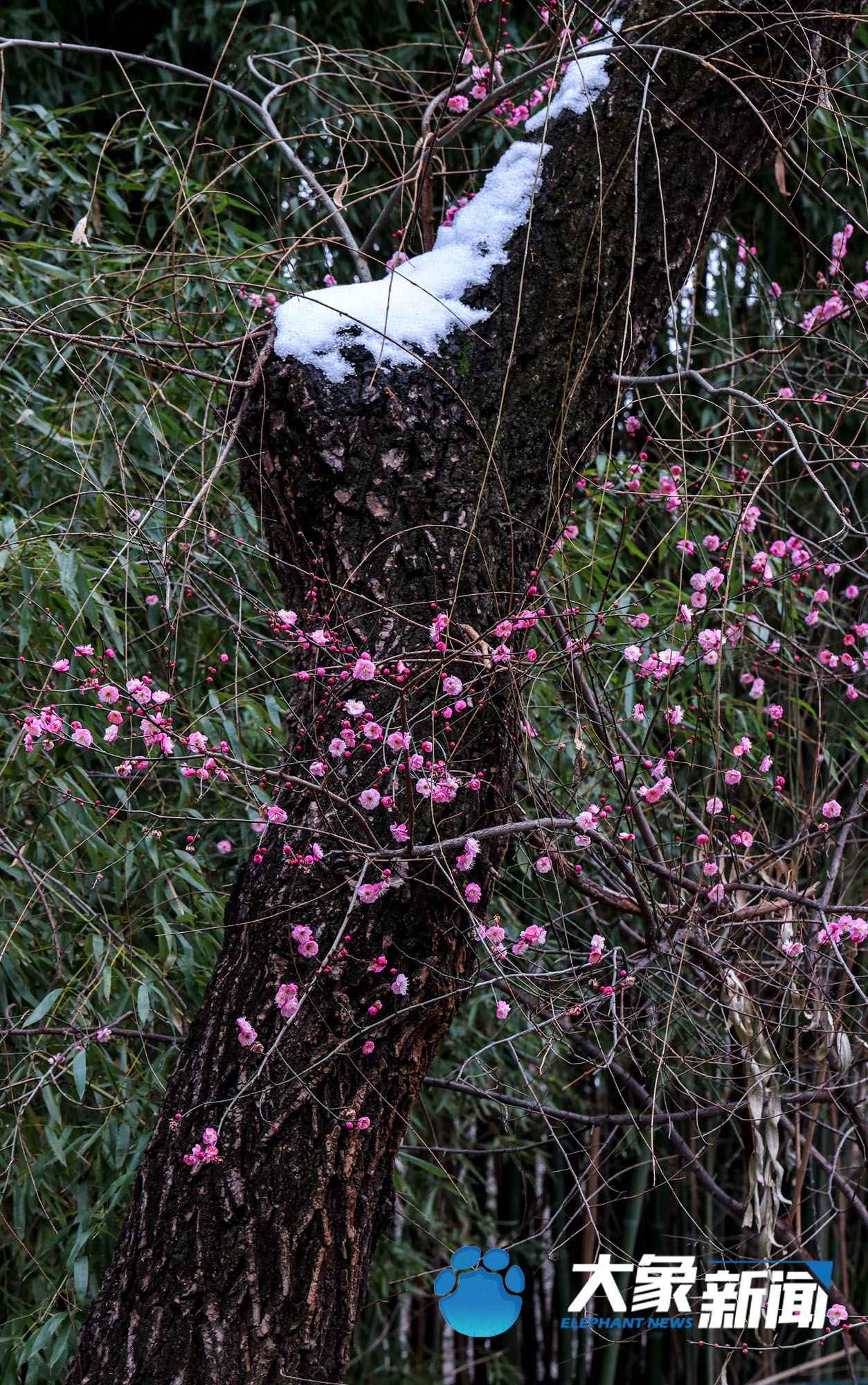 梅花|凌寒傲立、暗香浮动！这是郑州市公园里经风雪洗礼后的梅花