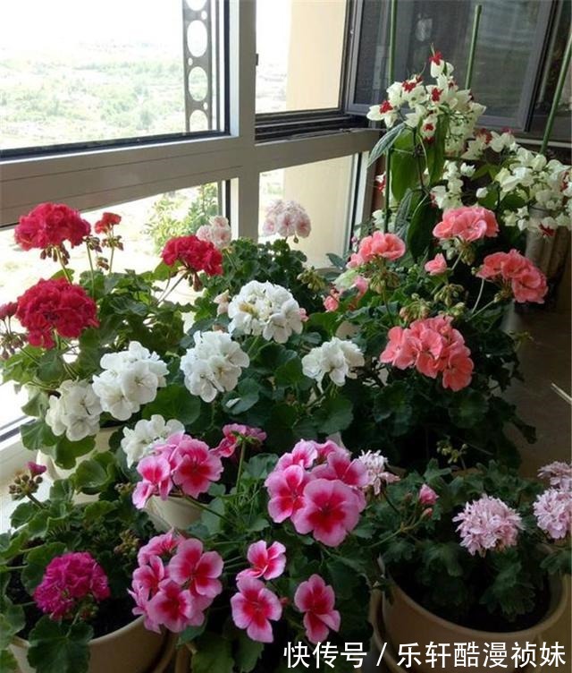 8种“洋气花”，天冷别喷水，不然黄叶、掉花苞，越养越难看