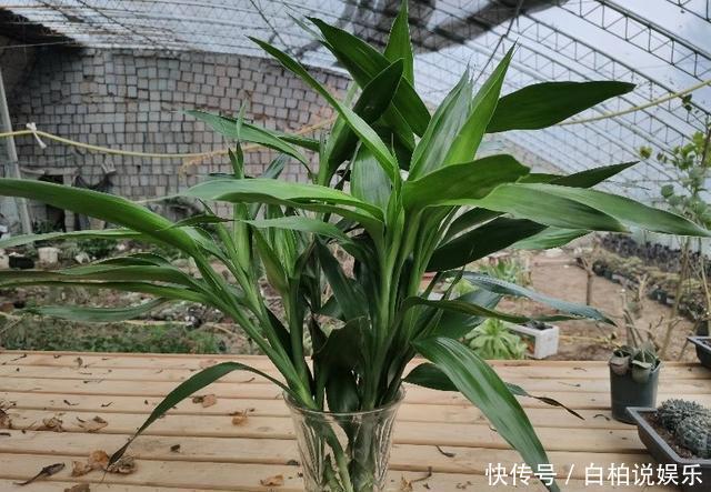 富贵竹水培不生根,找个“塑料袋”帮帮忙,3天冒白根,四季油亮