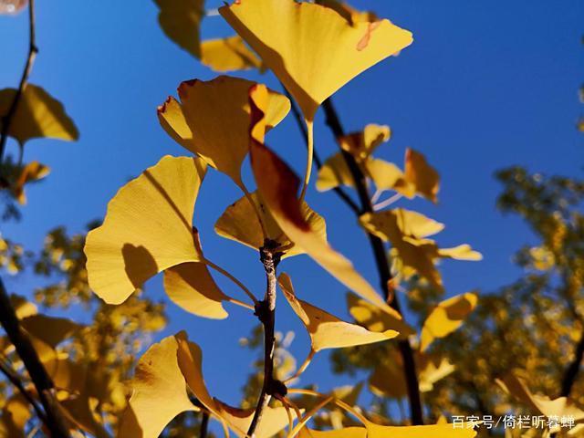 《七绝.初冬印象》霜染苍茫已入冬,枝条飞叶落无穷