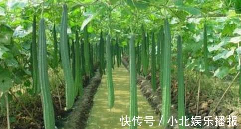 肝两经|别看它不起眼，却是保护乳腺的“高手”，常吃化瘀散结，远离增生