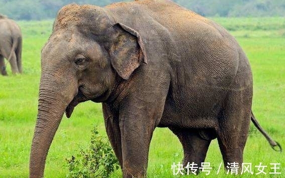 猛犸洞|10个冷知识,那些很少有人知道的世界之最