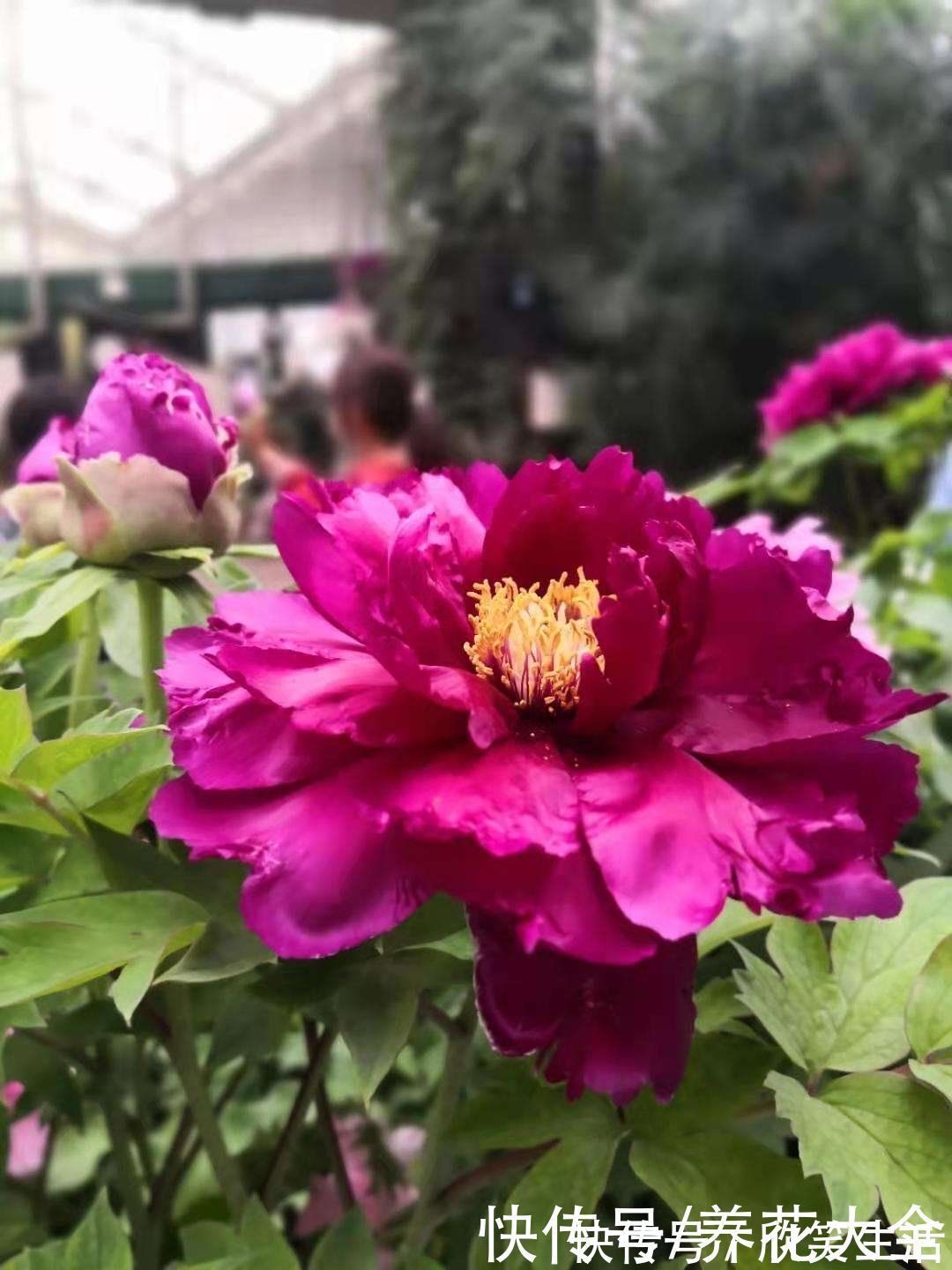 古代|古人喜欢的花,一直传承至今,每一种都超有气质