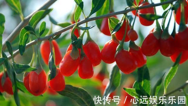 营养物质|常喝枸杞水养肝强身,但要避开四个禁忌,为了健康,花时间看看吧