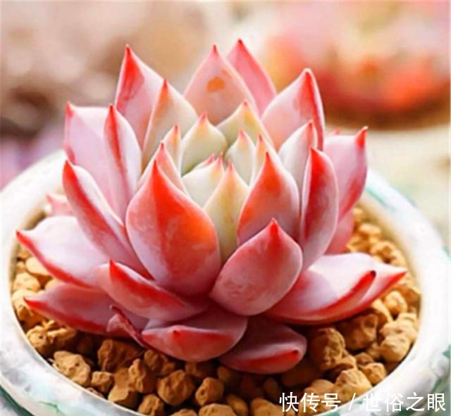 多肉植物度夏难3个巧办法,不黑腐不烂根,到了秋季蹭蹭长