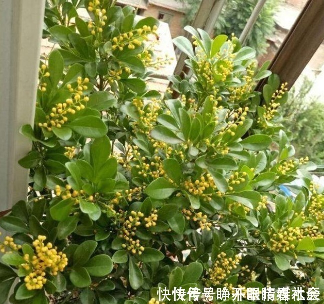 花朵|这5种花卉堪称活香水,养一盆摆客厅,满屋子飘香!