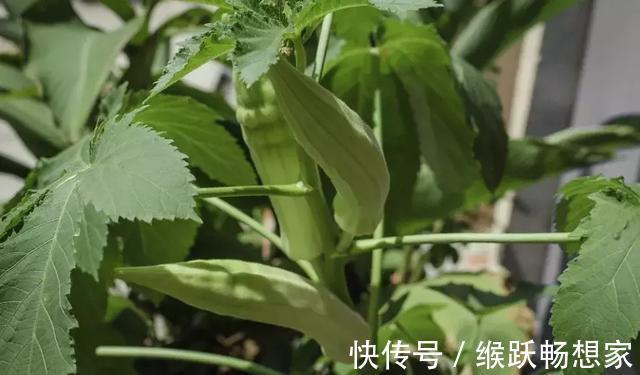 李缨|还在吃秋葵赶紧看看吧!别说没告诉你,现在看还不晚