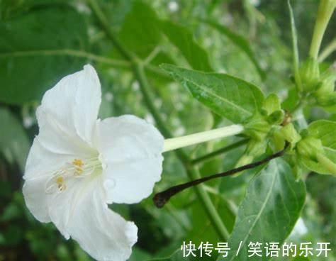 夜来香,花朵越到晚上就会散发出淡淡的香味