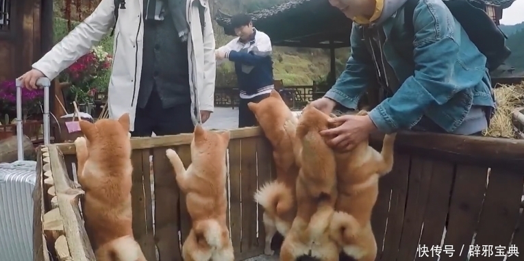 小不点|《向往的生活》小H开发布会,细数蘑菇屋的小可爱,你还记得几个