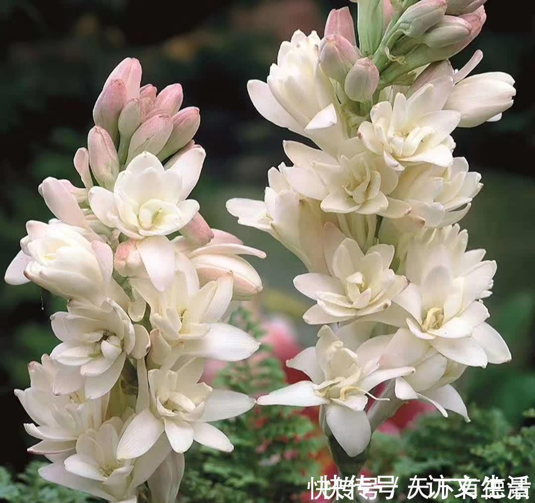夏天|3种“漂亮花”,香气浓郁,大牌香水的“原料”,又香又美又值钱