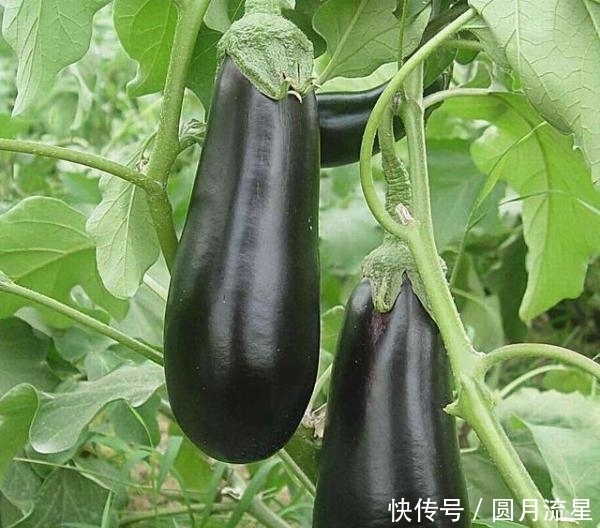 这些食物是降血脂的“高手”经常吃一吃 血脂不会高