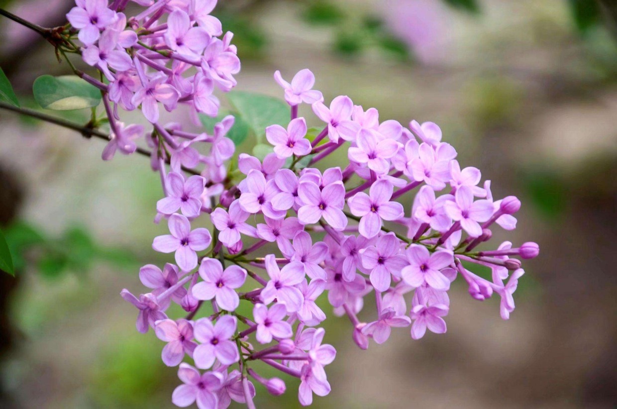 王质#青玉章诗词选(二)