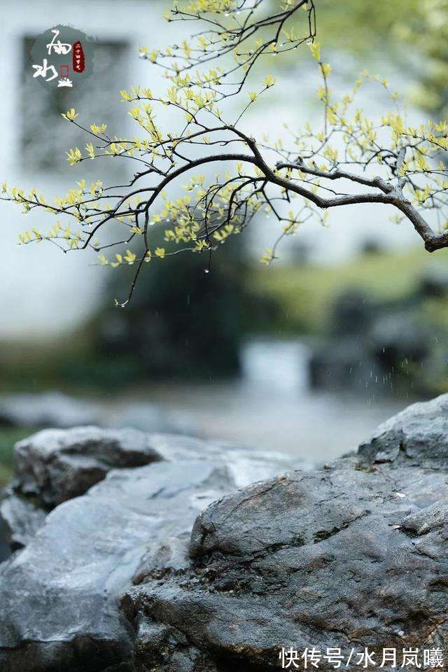 春雨！雨水：一场春雨，十里春风，愿你一路繁花向前，浅笑安然