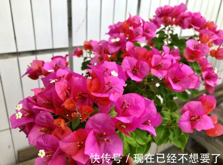 三角梅花谢后要会剪，剪对接着开花爆盆，剪错一朵花都不开