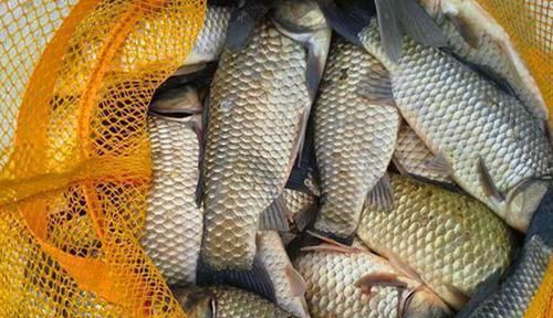 饵料|冬钓大板鲫“9字真经”,注意这些方式方法,冬钓鲫鱼不是难事!