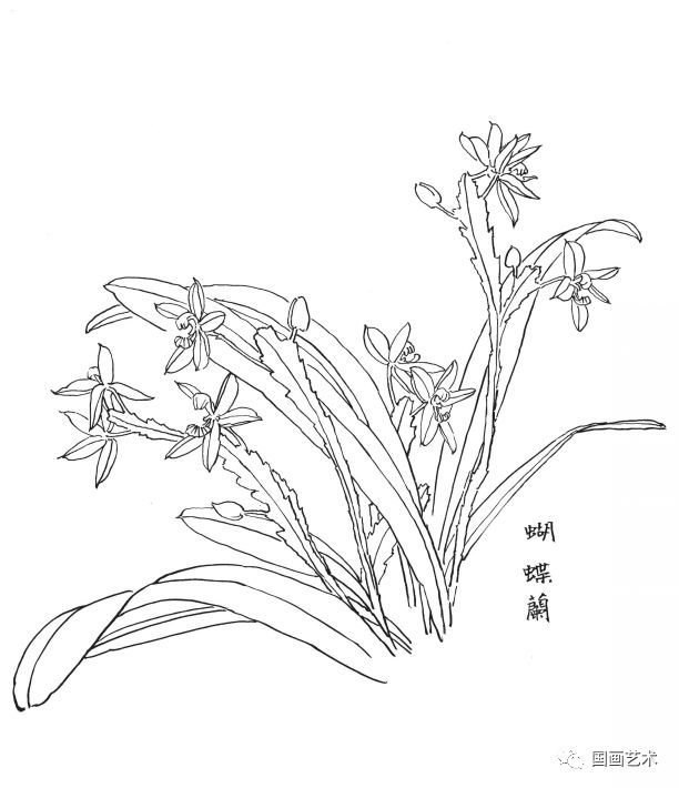  白描|花卉白描图谱选页分享