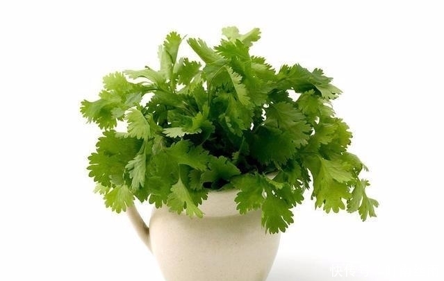 作用|每天喝一杯水煮“香菜”,坚持下去对身体有哪些好处?