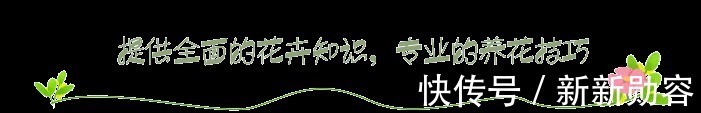 家里有条件养这3种花,开花漂亮价值高,一克就能几百元
