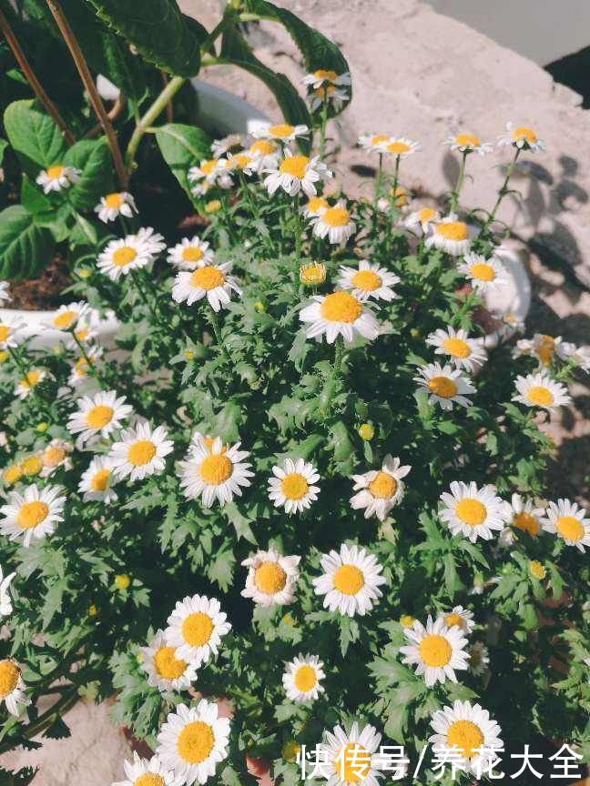 飞虫|夏天养花杀虫大法，简单易上手，从此花虫去无踪