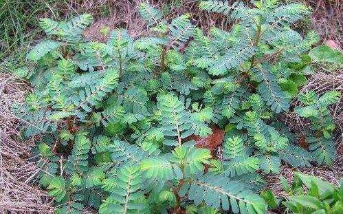 牙疼草|有种草叫“牙疼草”,生在农村形似含羞草,如今市场上一斤80元